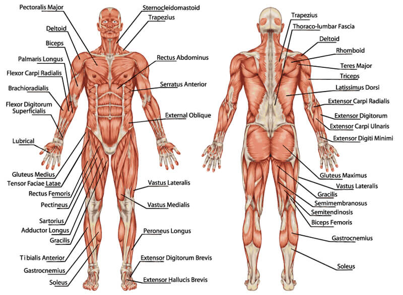 Anatomie musculaire : le guide complet du système musculaire pour la musculation