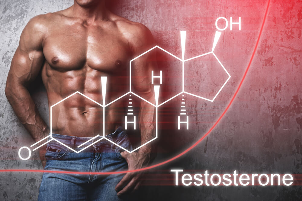 La testostérone en musculation : rôle, taux et optimisation naturelle