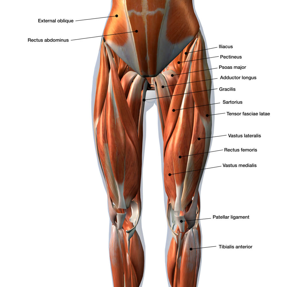 L&rsquo;anatomie des Cuisses