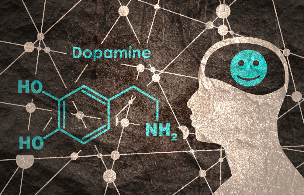 Les différents rôles de la dopamine sur l&rsquo;organisme