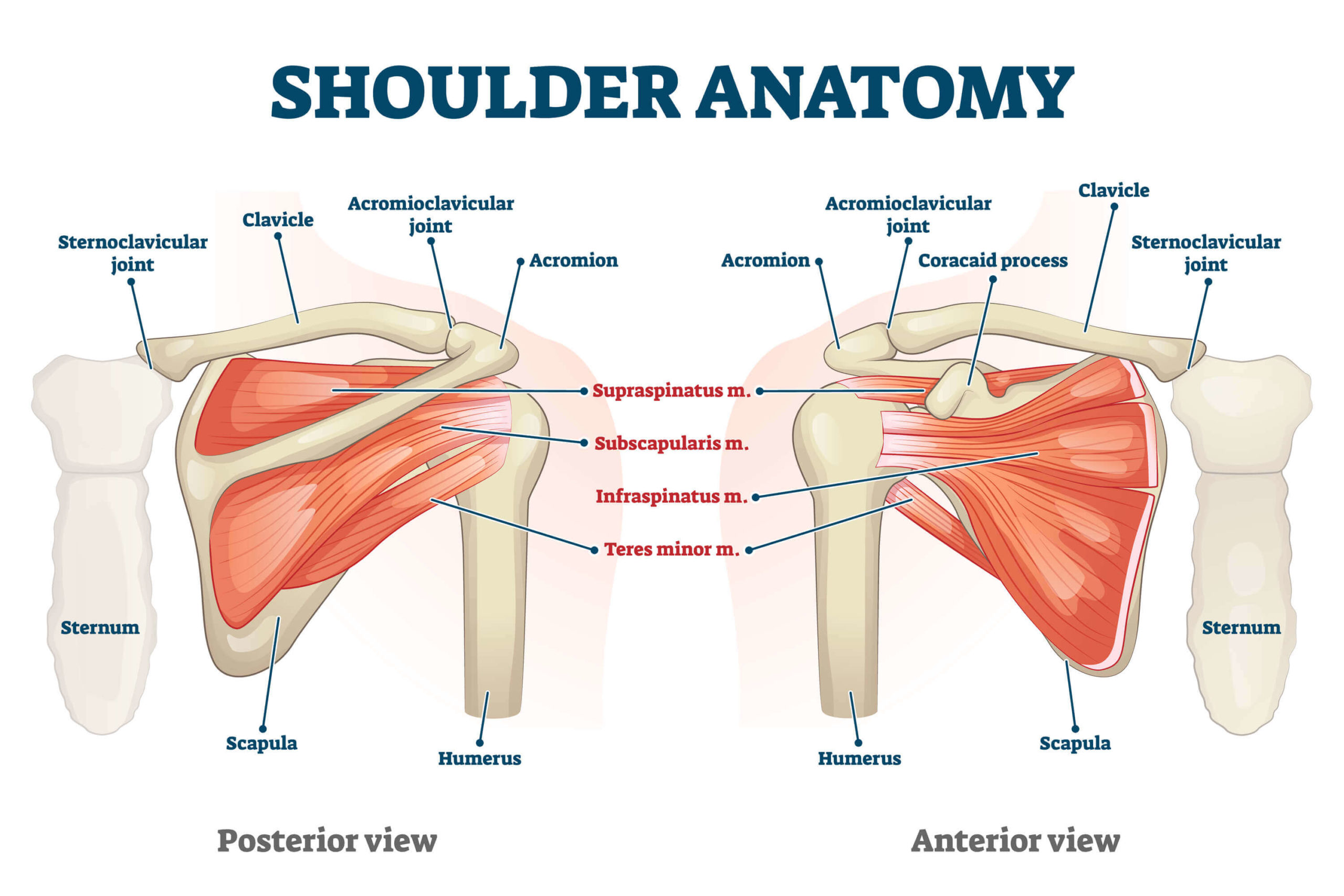 L&rsquo;anatomie des deltoïdes