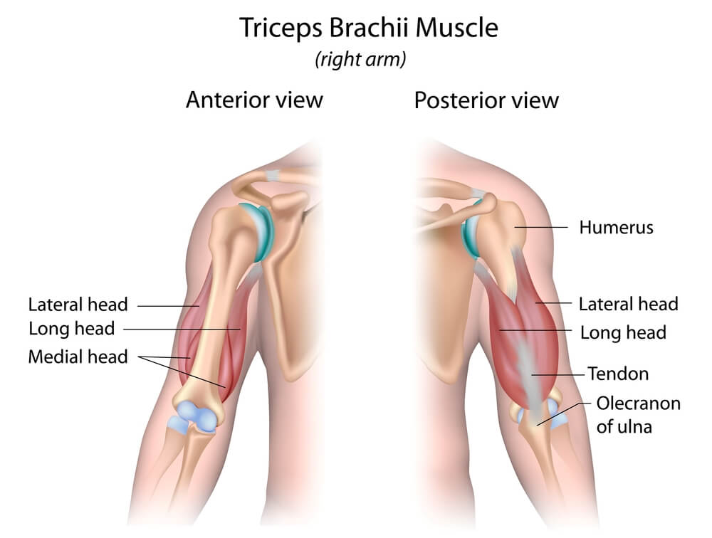 L&rsquo;anatomie des Triceps