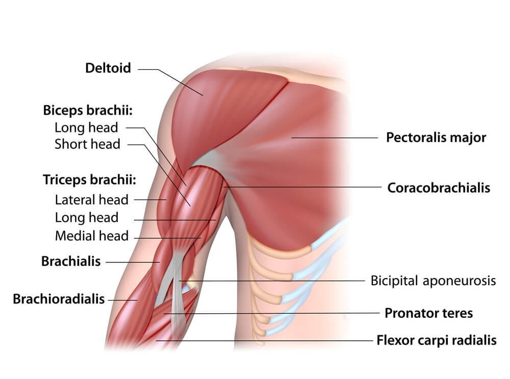 L&rsquo;anatomie des Biceps