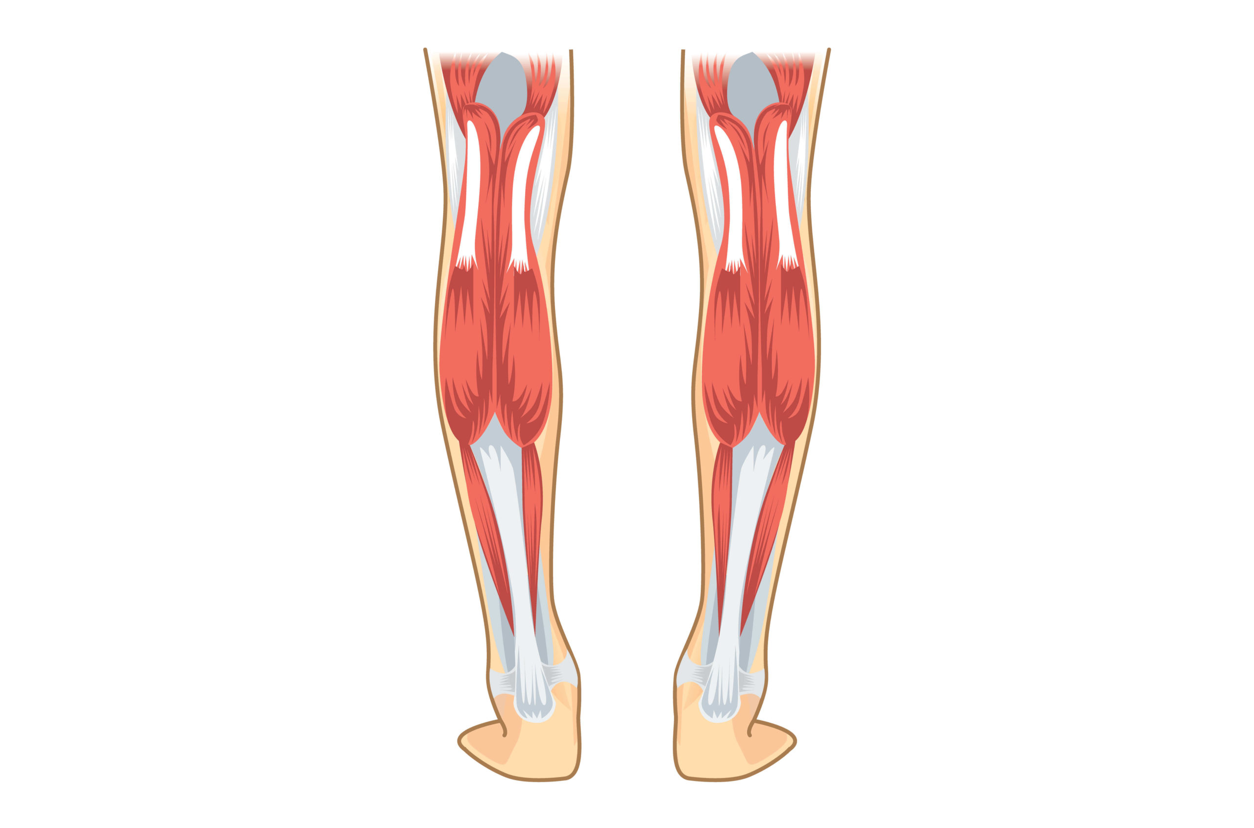 L&rsquo;anatomie des Mollets