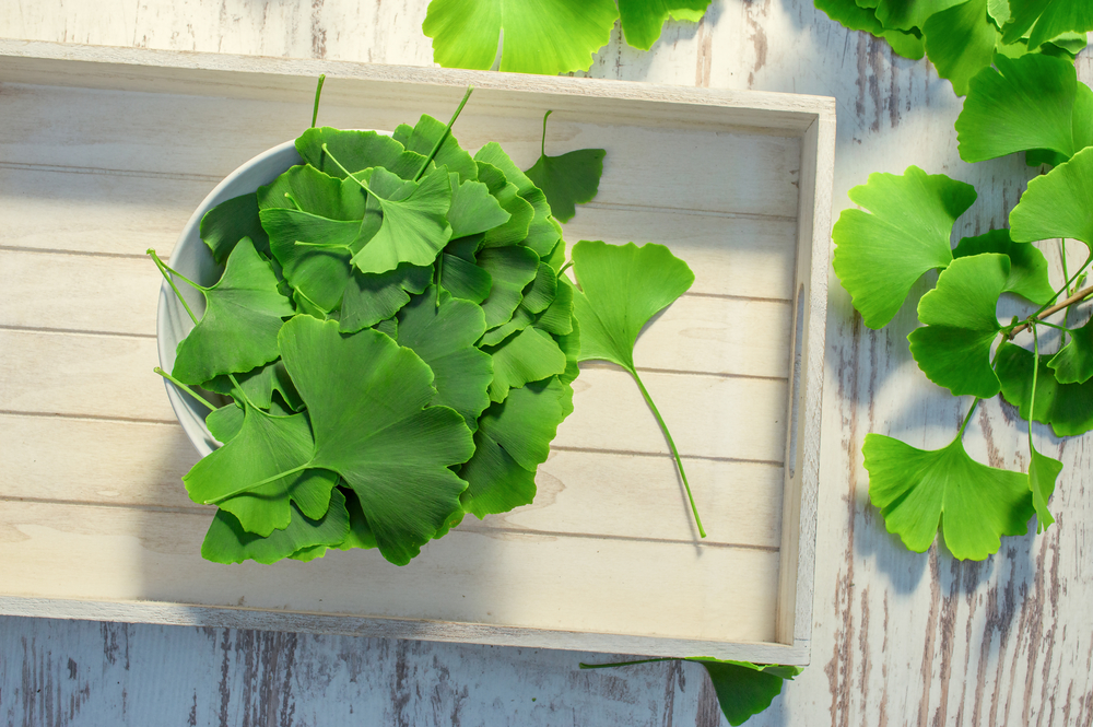 Ginkgo biloba : bienfaits et vertus