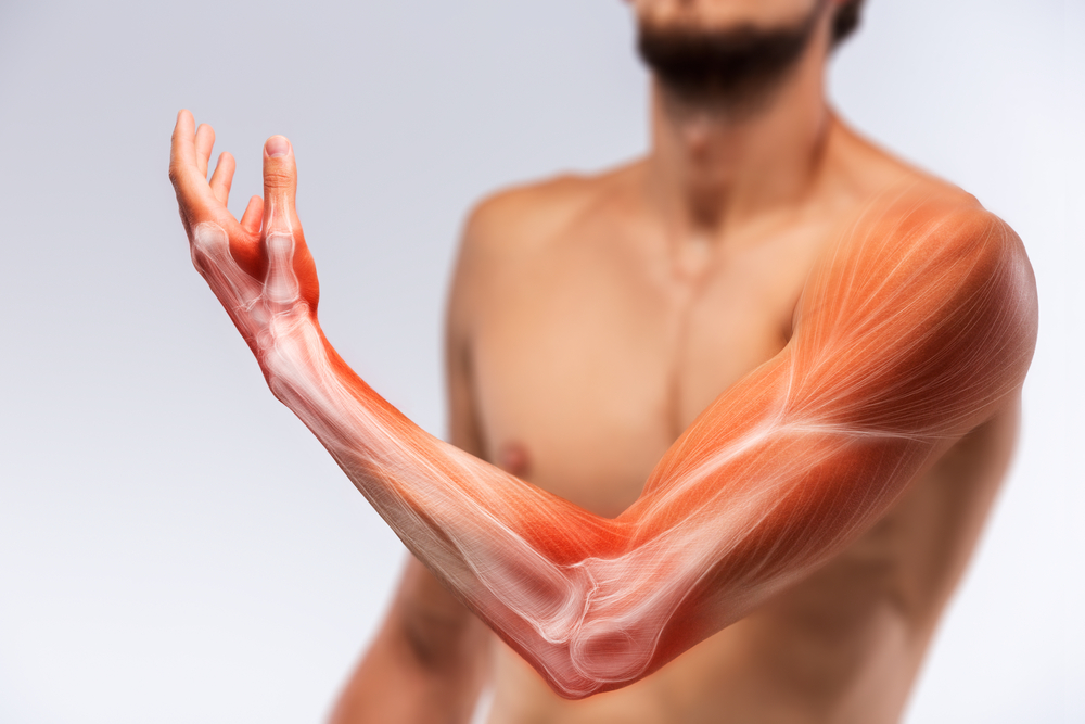 Bras : Anatomie, fonctions, pathologies et traitements