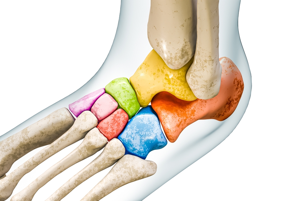 Tarse : physiologie, pathologie et soin