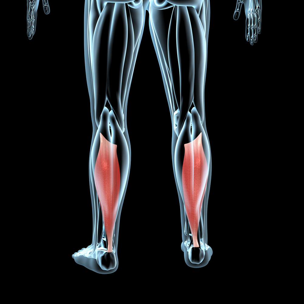 Muscle soléaire : anatomie, pathologie et soin