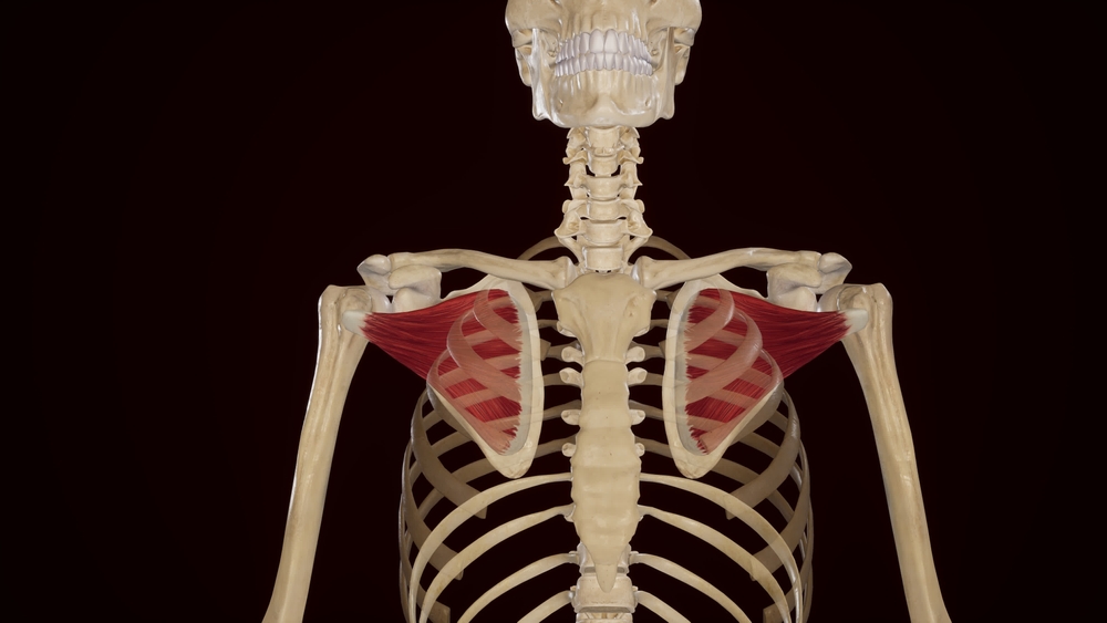 Muscle subscapulaire : rôle et soin