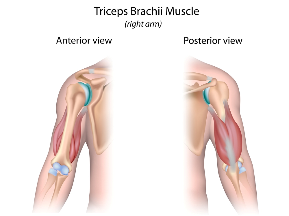 Triceps brachial : son anatomie, ses pathologies et soins