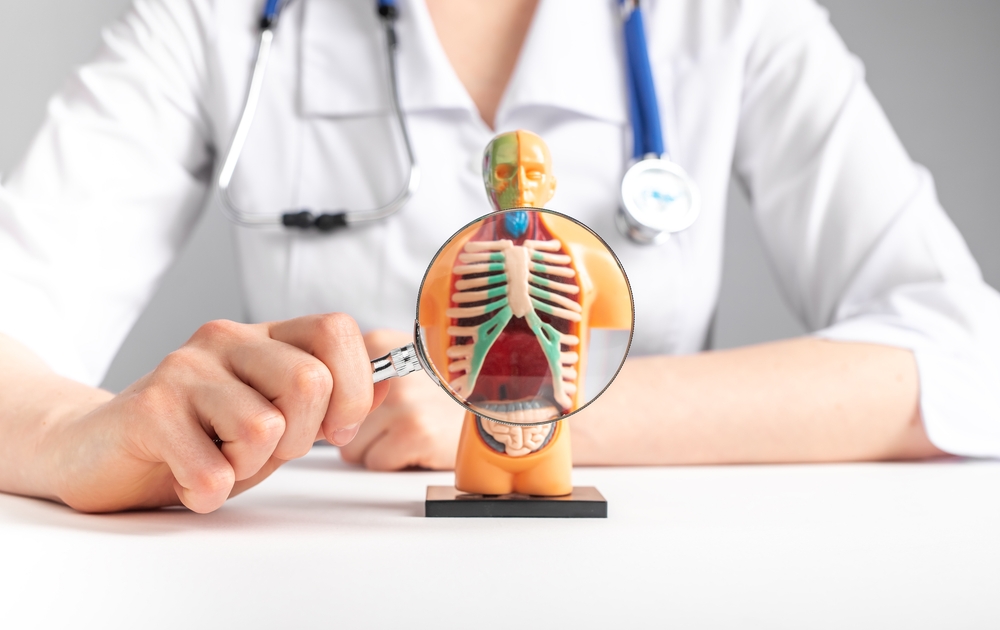 Tout ce qu’il faut savoir sur le Diaphragme